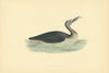 Red-Throated Diver. Morris's British Birds. Antique colour print 1903