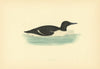 Guillemot. Morris's British Birds. Antique colour print 1903 old