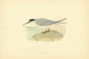 Lesser Tern. Morris's British Birds. Antique colour print 1903 old