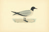 Sabine's Gull. Morris's British Birds. Antique colour print 1903 old