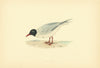 Little Gull. Morris's British Birds. Antique colour print 1903 old