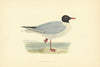 Black-headed Gull. Morris's British Birds. Antique colour print 1903 old