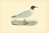 Great Black-headed Gull. Morris's British Birds. Antique colour print 1903