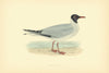 Laughing Gull. Morris's British Birds. Antique colour print 1903 old