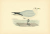 Common Gull. Morris's British Birds. Antique colour print 1903 old