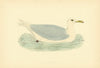 Glaucous Gull. Morris's British Birds. Antique colour print 1903 old