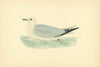 Kittiwake. Morris's British Birds. Antique colour print 1903 old