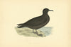 Sooty Shearwater. Morris's British Birds. Antique colour print 1903 old