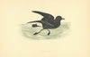 Stormy Petrel. Morris's British Birds. Antique colour print 1903 old
