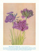 Many-flowered Fringed Lily (Thysanotus multiflorus). Australian Wild Flower 1950