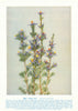 Blue Tinsel Lily (Calectasia cyanea). West Australian Wild Flowers 1950 print