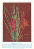 Red Bugle (Blancoa canescens). West Australian Wild Flowers 1950 old print
