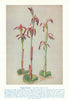 Potato Orchid (Lyperanthus nigricans). West Australian Wild Flowers 1950 print