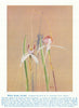 White Spider Orchid (Caladenia Patersoni). West Australian Wild Flowers 1950