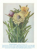 Drumstick lsopogon (lsopogon sphaerocephalus). West Australian Wild Flowers 1950