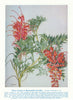 Native Fuchsia (Grevillea bipinnatifida). West Australian Wild Flowers 1950
