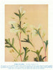 Catkin Grevillea (Grevillea synapheae). West Australian Wild Flowers 1950