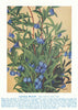 Australian Bluebell (Sollya fusiformis). West Australian Wild Flowers 1950