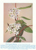 White-flowered Billiardiera (Billardiera floribunda) Australian Wild Flower 1950