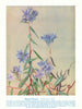 Elegant Pronaya (Pronaya elegans). West Australian Wild Flowers 1950 old print