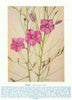 Byblis (Byblis gigantea). West Australian Wild Flowers 1950 old vintage print