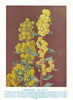 Acacia nervoso (Acacia nervosa). West Australian Wild Flowers 1950 old print