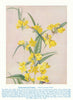 Lance-leaved Cassia (Labichea punctata). West Australian Wild Flowers 1950