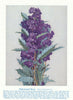 Holly-leaved Hovea (Hovea chorizemifolia). West Australian Wild Flowers 1950
