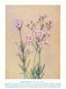 Granite Boronia (Boronia cymosa). West Australian Wild Flowers 1950 old print