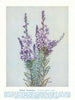 Spiked Eriostemon (Eriostemon spicatus). West Australian Wild Flowers 1950