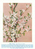 Bush Crowea (Crowea dentata). West Australian Wild Flowers 1950 old print