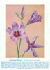 Red -centred Hibiscus (Cienfugosia hakeaefolia). Australian Wild Flowers 1950