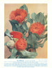The Mottlecah (Eucalyptus macrocarpa). West Australian Wild Flowers 1950 print