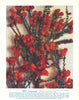 Native Pomegranate (Balaustion pulcherrimum). West Australian Wild Flowers 1950