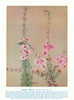 Camphor Myrtle (Baeckea camphorosmae). West Australian Wild Flowers 1950 print