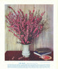 Pink Myrtle (Hypocalymma robustum). West Australian Wild Flowers 1950 print