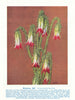 Mondurup Bell (Darwinia Meeboldii). West Australian Wild Flowers 1950 print