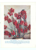 Scarlet Feather-flower (Verticordia grandis). West Australian Wild Flowers 1950