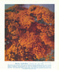 Morrison Feather-flower (Verticordia nitens). West Australian Wild Flowers 1950