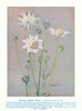 Common Flannel-flower (Actinotus leucocephalus ). Australian Wild Flowers 1950
