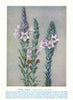 Woolly Dragon (Pityrodia Bartlingii). West Australian Wild Flowers 1950 print