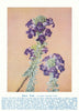 Desert Pride (Eremophila Mackinlayi). West Australian Wild Flowers 1950 print