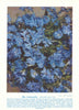 Blue Leschenaultia (Leschenaultia biloba). West Australian Wild Flowers 1950