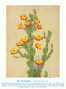 Red Leschenaultia (Leschenaultia formosa). West Australian Wild Flowers 1950