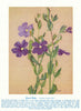Royal Robe (Scaevola striata). West Australian Wild Flowers 1950 old print