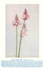 Swamp Trigger Plant (Stylidium junceum). West Australian Wild Flowers 1950