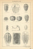 BRITISH FOSSILS. Cambrian. Harlech Menevian Lingula Flag Tremadoc. STANFORD 1904