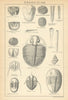 BRITISH FOSSILS. Ordovician - Arenig, Llandeilo & Bala Series. STANFORD 1904
