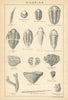BRITISH FOSSILS. Silurian - Llandovery, Wenlock & Ludlow Series. STANFORD 1904