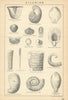 BRITISH FOSSILS. Silurian - Llandovery, Wenlock & Ludlow Series 2. STANFORD 1904